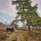 Wilde Rinder im Naturpark