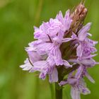 wilde rötliche Dactylorhiza