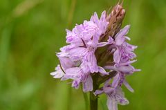 wilde rötliche Dactylorhiza