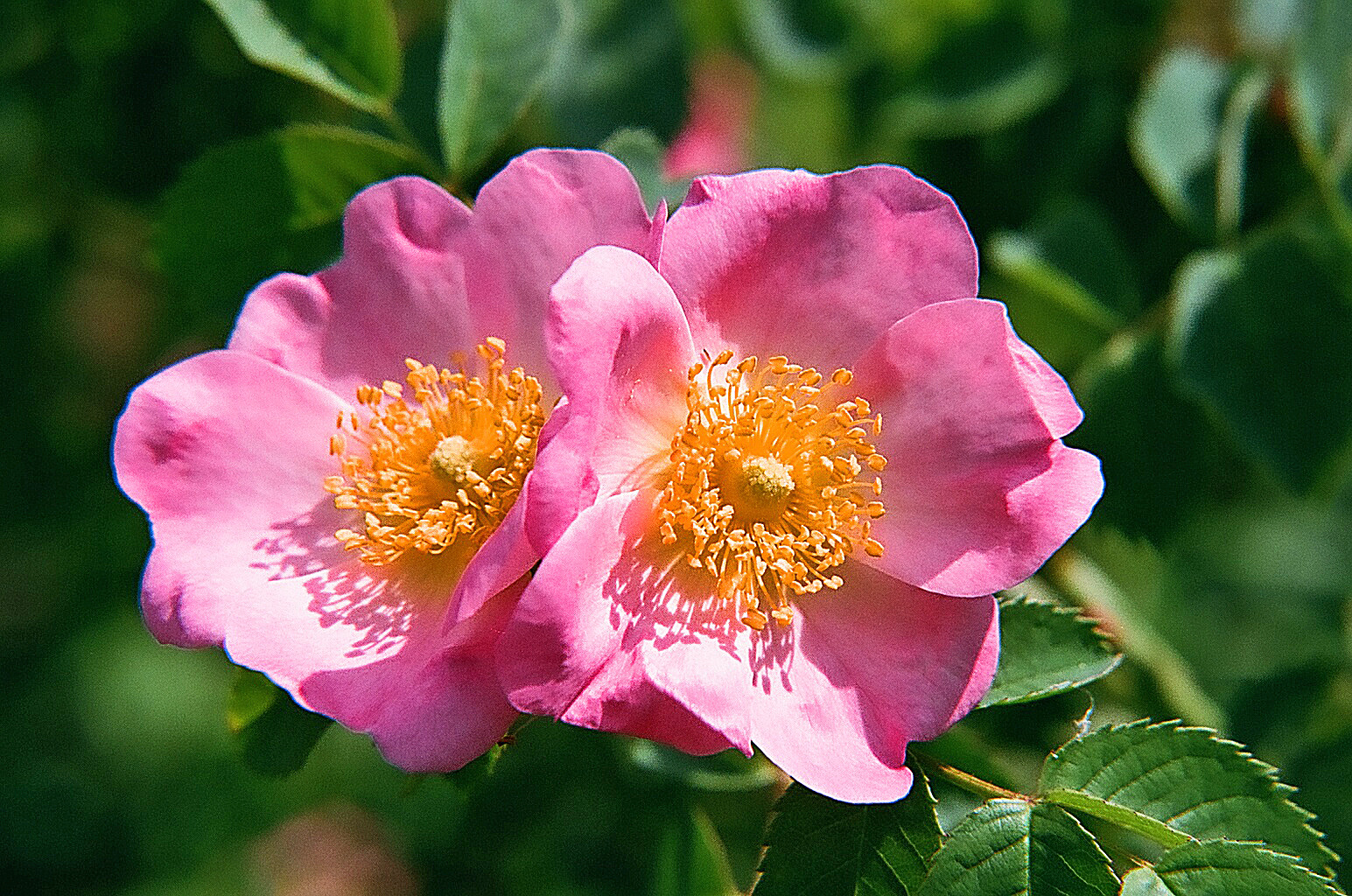 Wilde Rose