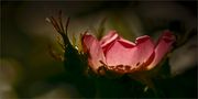 wilde rose von erica conzett ec 