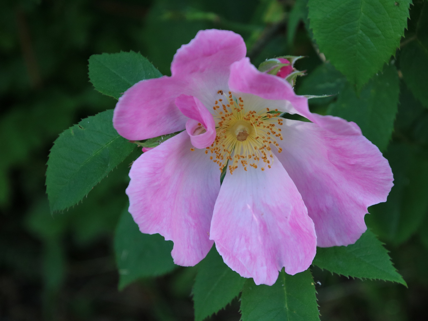 Wilde Rose