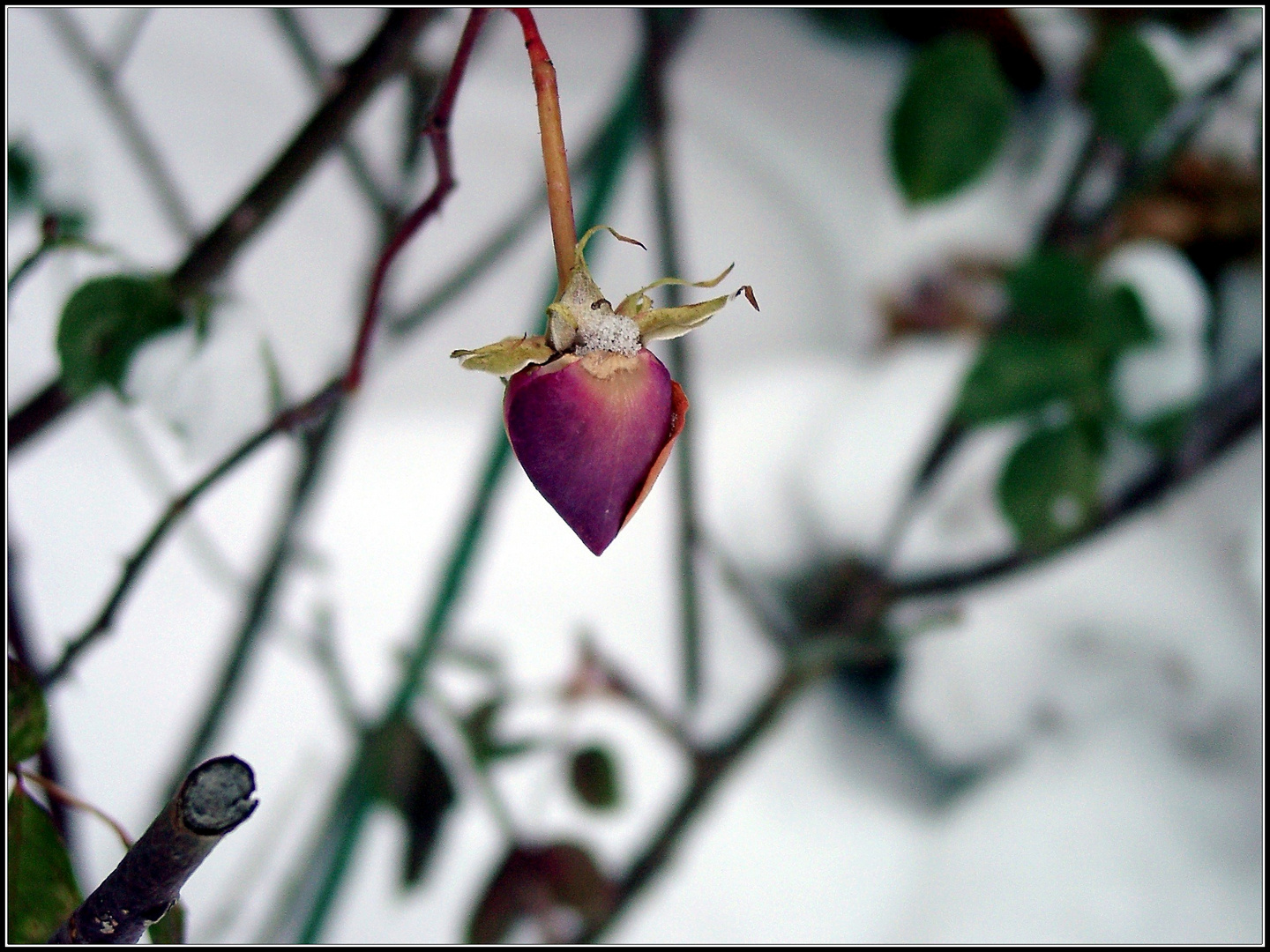 Wilde Rose im Schnee