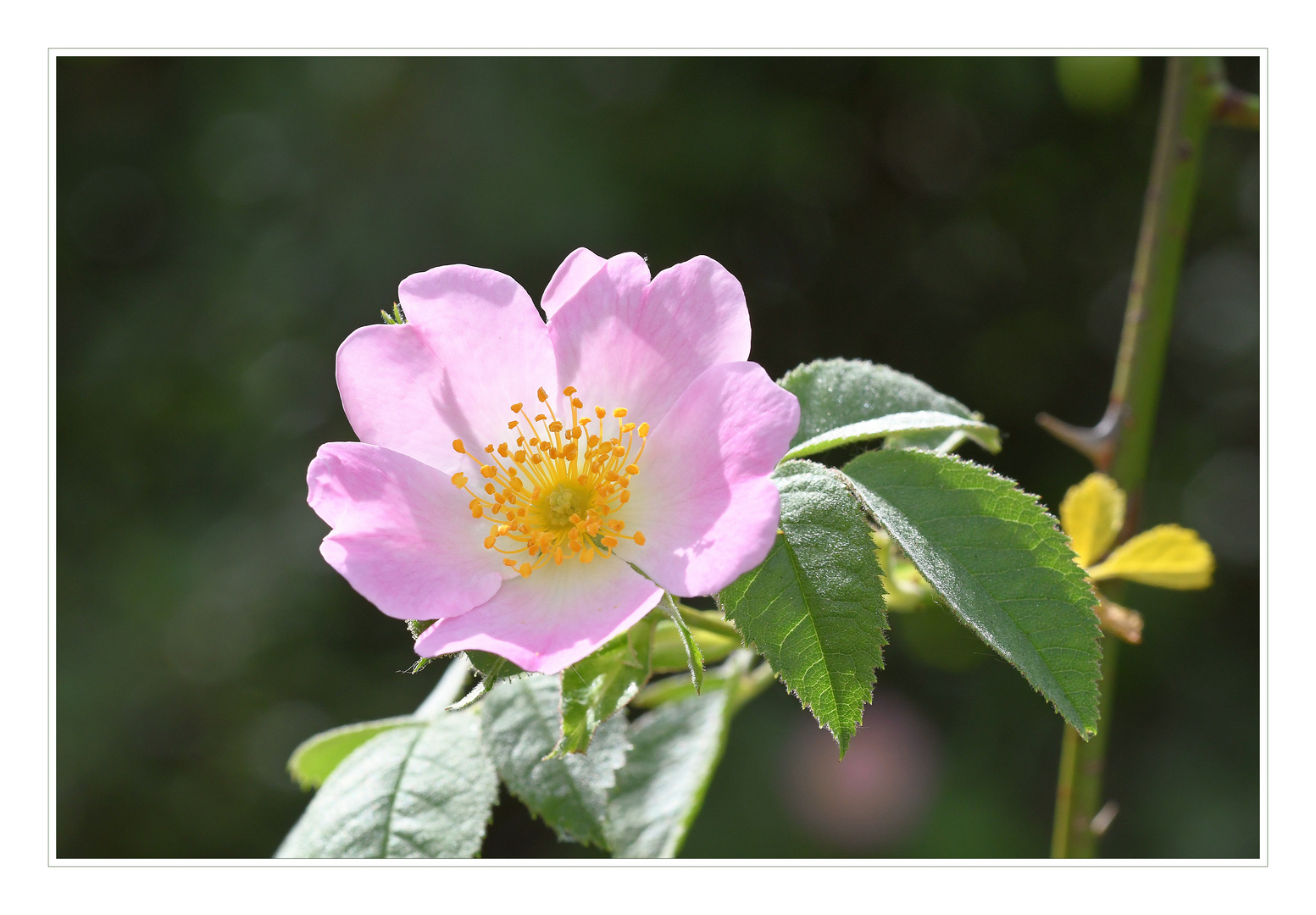 Wilde Rose im Sonnenlicht.