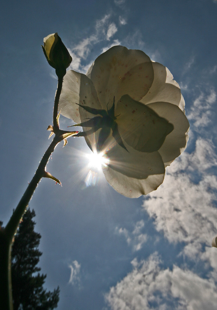 wilde Rose in der Sonne