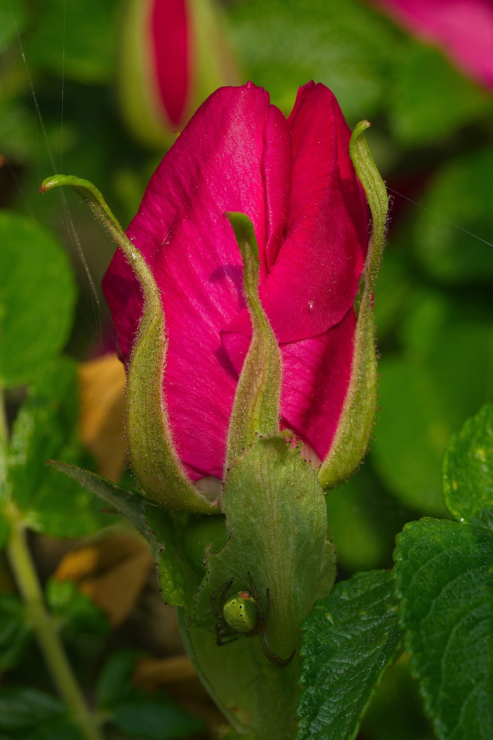 Wilde Rose mit Spinne