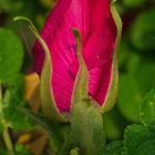 Wilde Rose mit Spinne