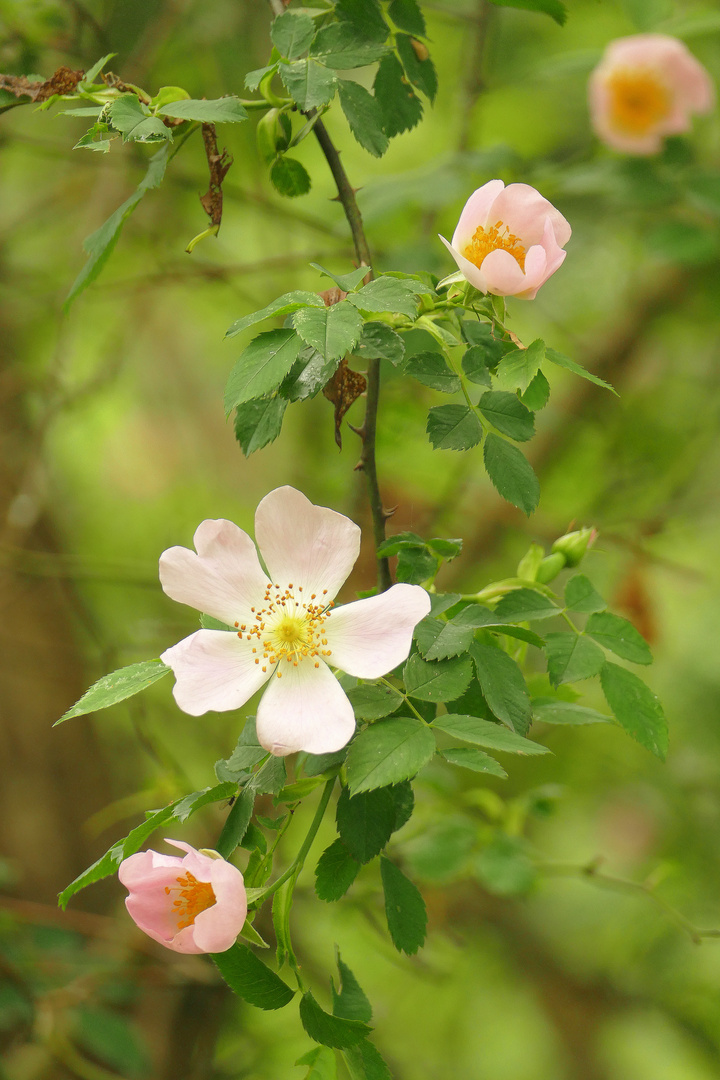 °°°° Wilde Rosen °°°°