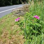 Wilde Rosen an der Landstraße nach Hamm