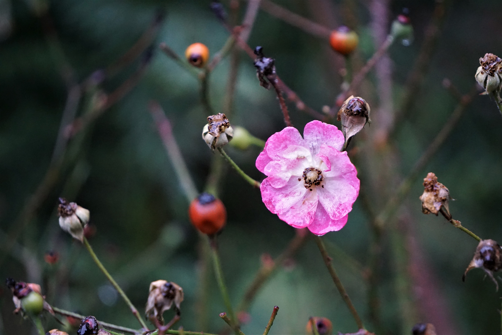 Wilde Rosenblüte