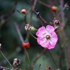 Wilde Rosenblüte