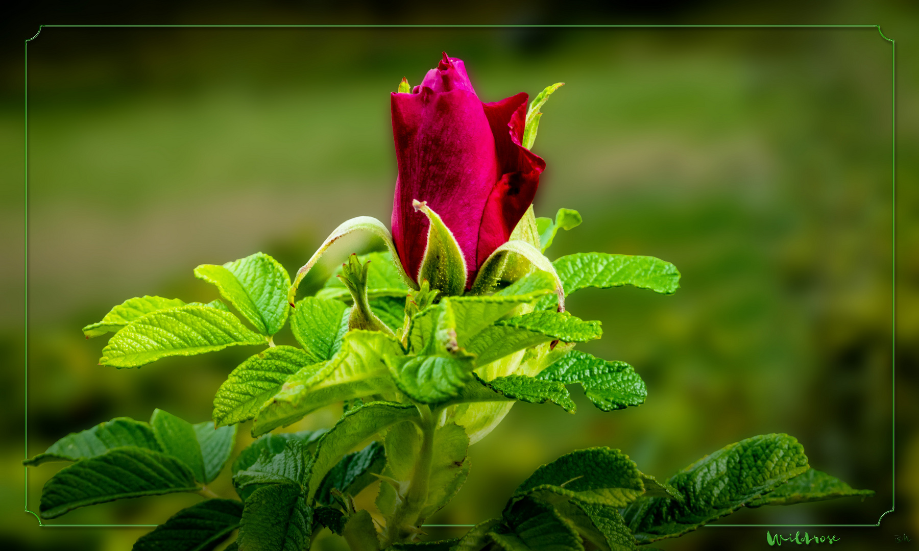 Wilde Rosenblüte