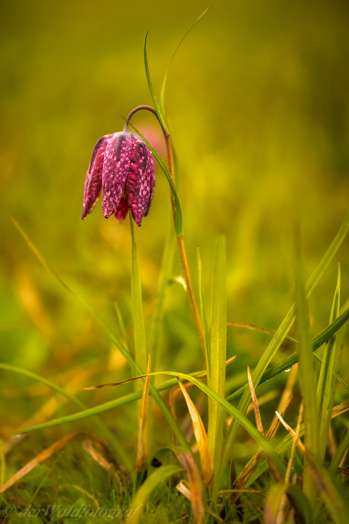  wilde schachblume rot