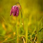  wilde schachblume rot