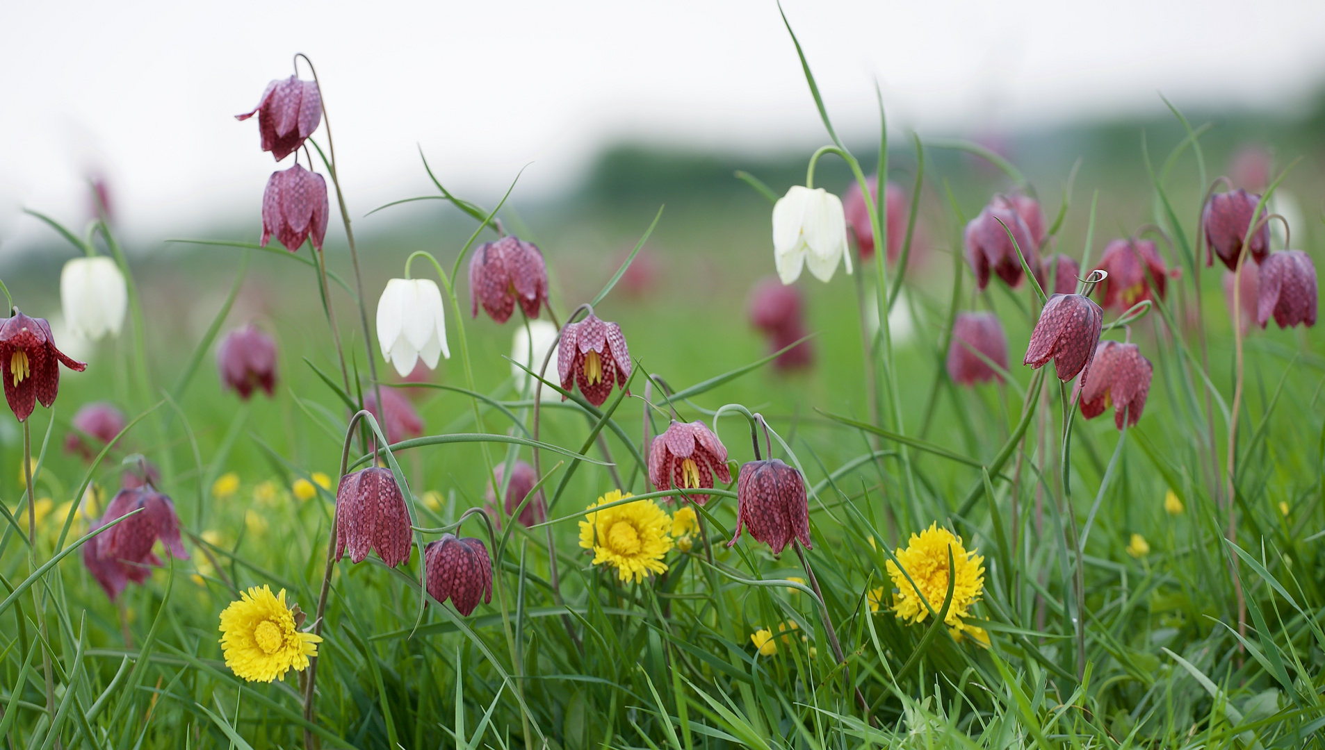 Wilde Schachblumen