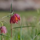 Wilde Schachbrettblumen