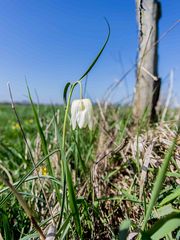 wilde Schachbrettblume,weiß