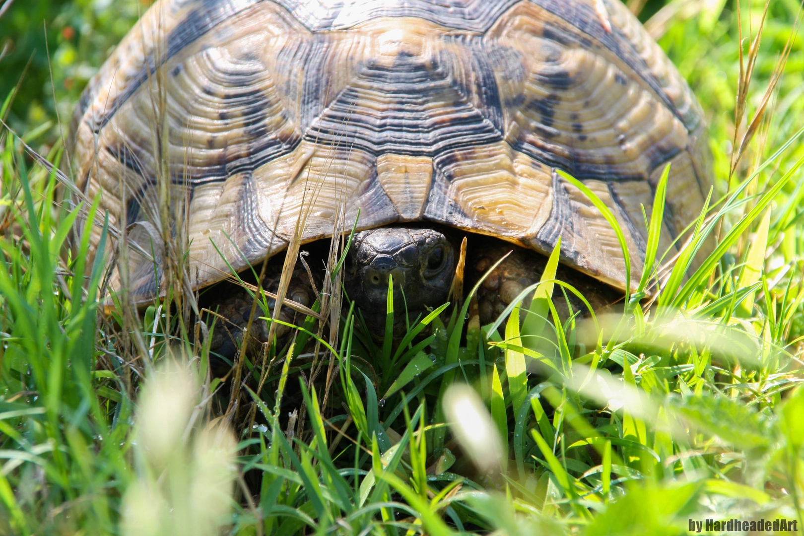 Wilde Schildkröte erwischt