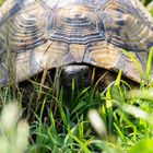 Wilde Schildkröte erwischt