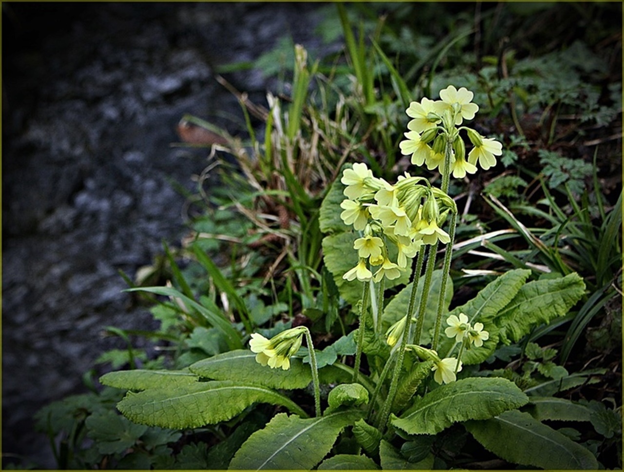 " Wilde Schlüsselblume "