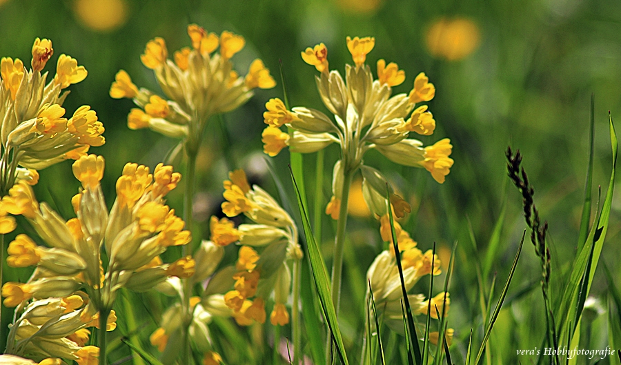 Wilde Schlüsselblumen