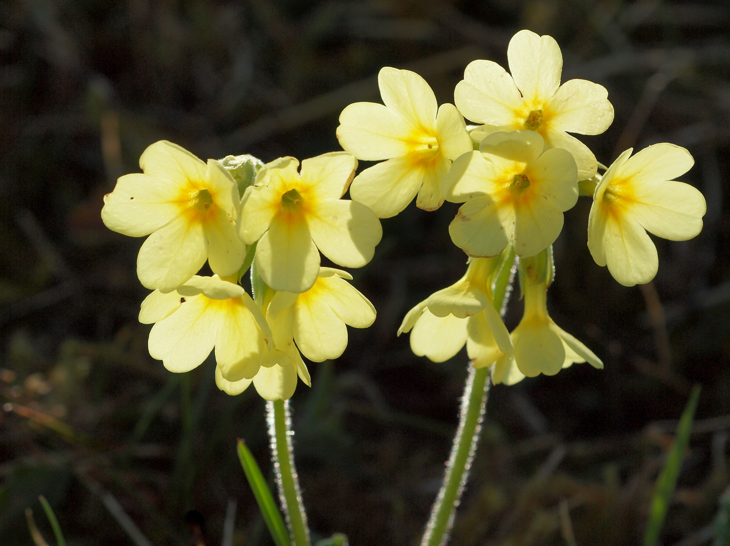 (Wilde-) Schlüsselblumen im Gegenlicht