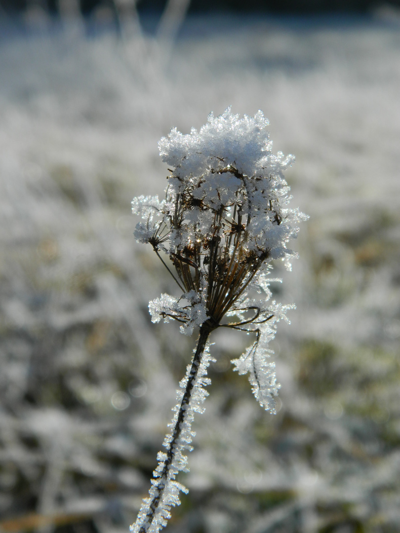 Wilde-Schnee-Möhre