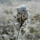 Wilde-Schnee-Möhre