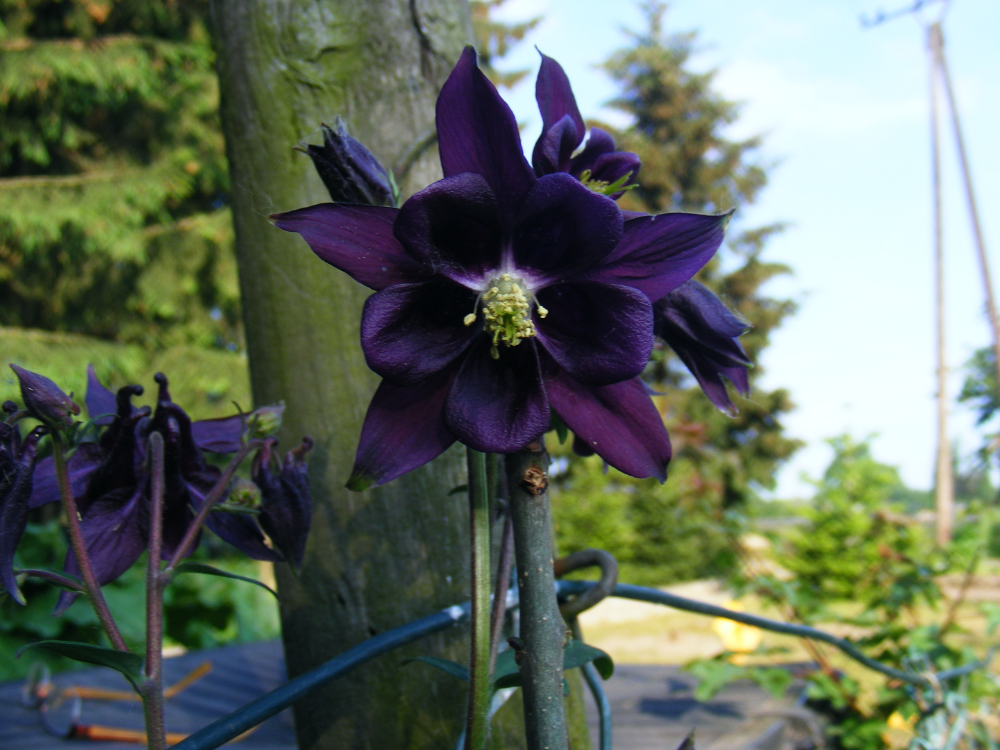 Wilde Schönheit am Gartenzaun