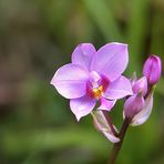 Wilde Schönheit am Wegesrand