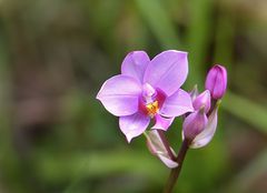 Wilde Schönheit am Wegesrand