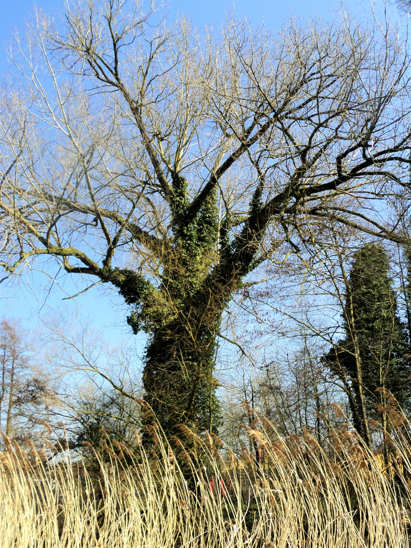 Wilde Schönheit an der Wörnitz 31.3.16