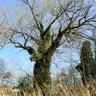 Wilde Schönheit an der Wörnitz 31.3.16