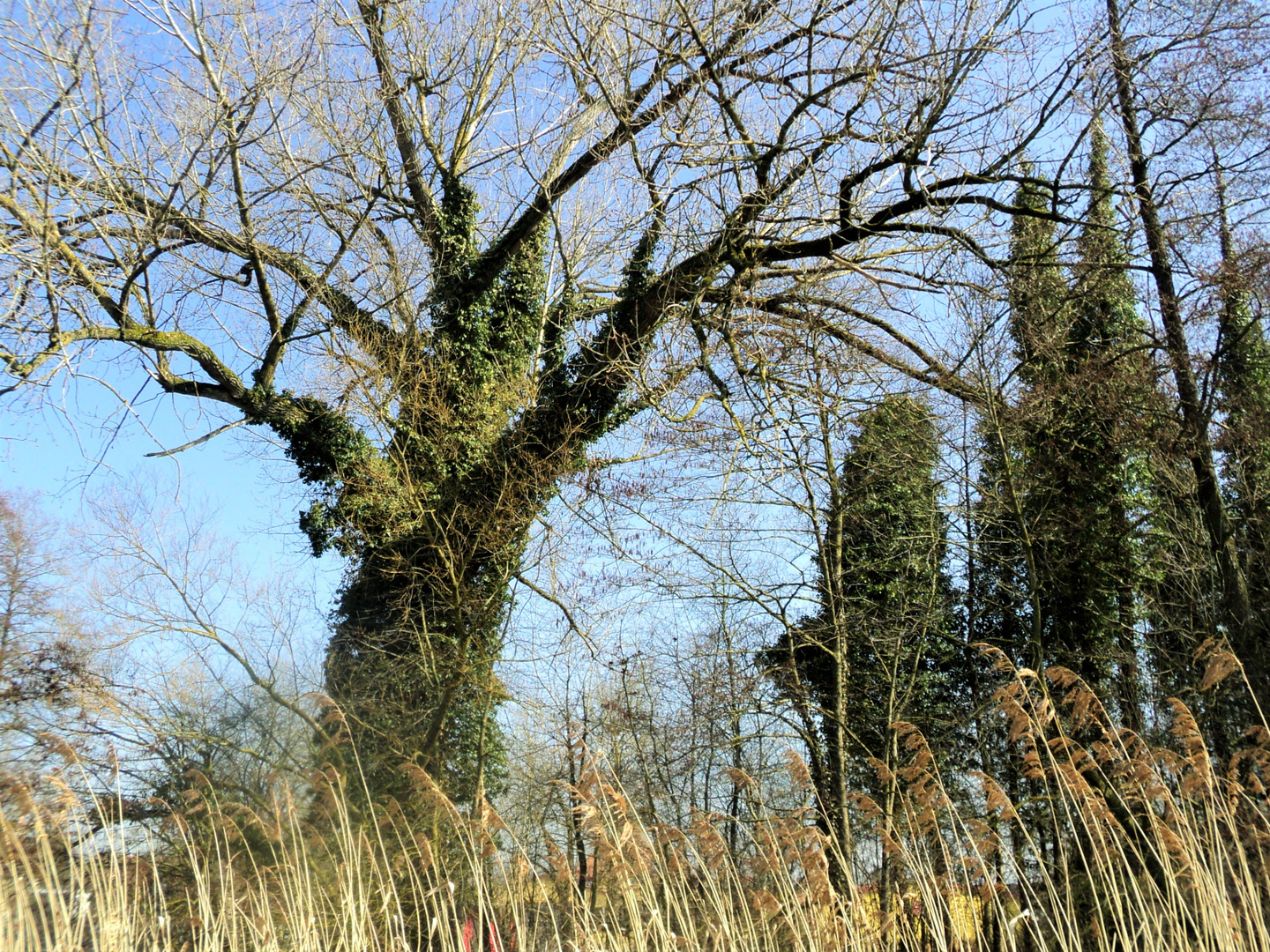 Wilde Schönheit an der Wörnitz ( II )in Dinkelsbühl