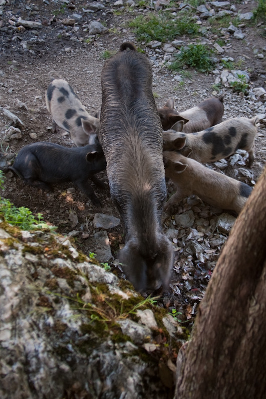 Wilde Schweine auf Sardinien