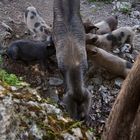 Wilde Schweine auf Sardinien