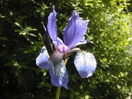 Wilde Schwertlilien (Iris setosa)