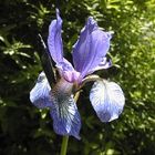 Wilde Schwertlilien (Iris setosa)