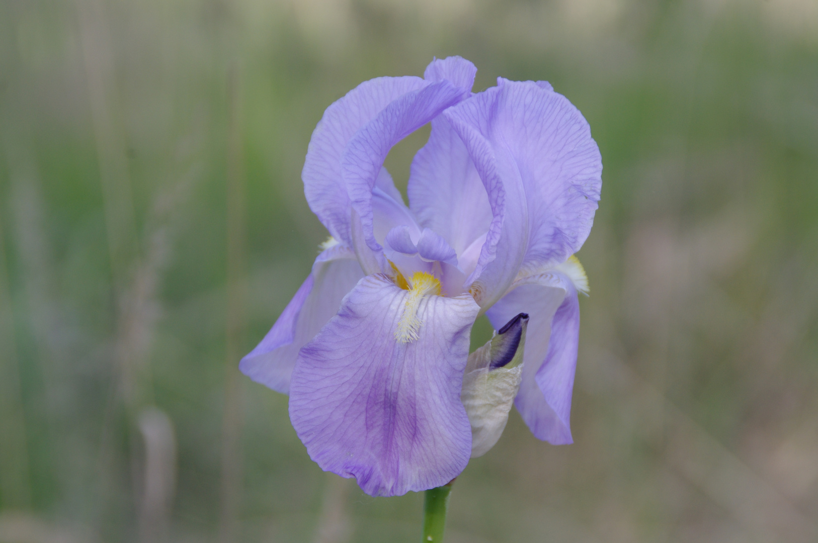 Wilde Schwertlilienblüte