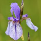 Wilde sibirische Schwertlilie am westlichen Bodenseeufer 