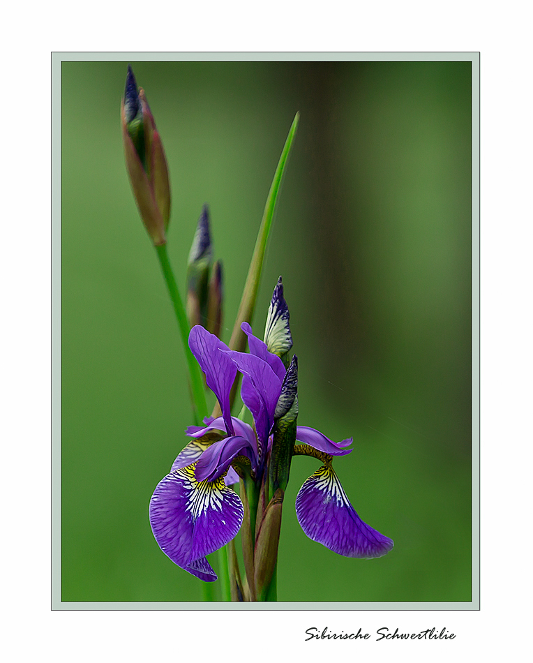 Wilde Sibirische Schwertlilie