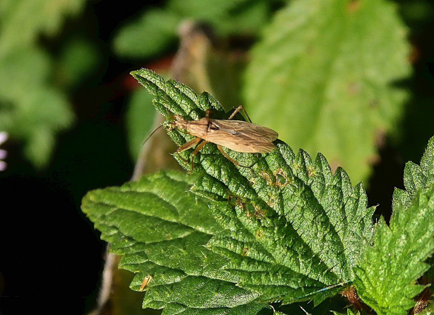 Wilde Sichelwanze (Nabis ferus) auf Brennnessel