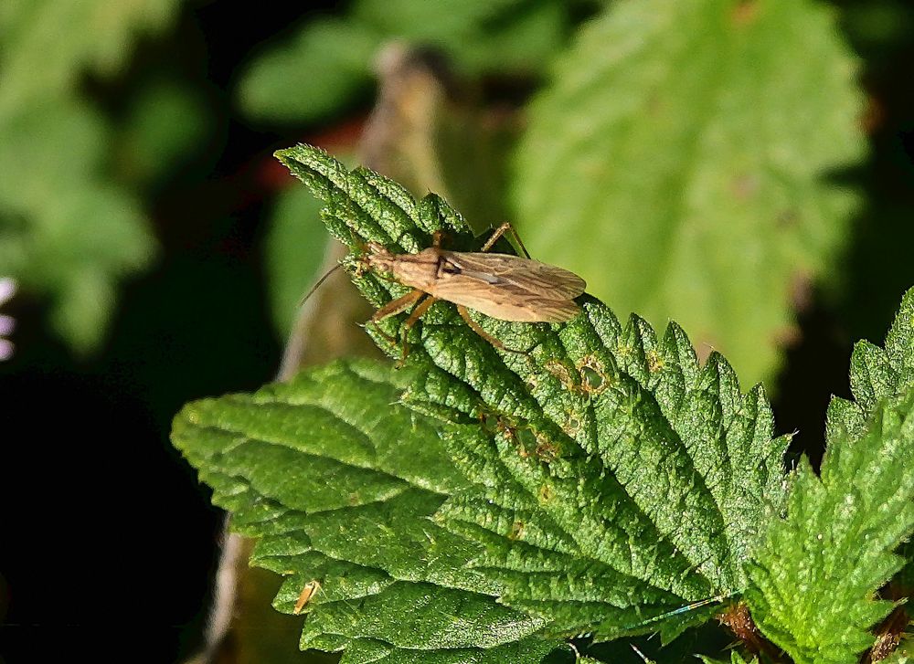 Wilde Sichelwanze (Nabis ferus) auf Brennnessel