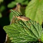 Wilde Sichelwanze (Nabis ferus) auf Brennnessel