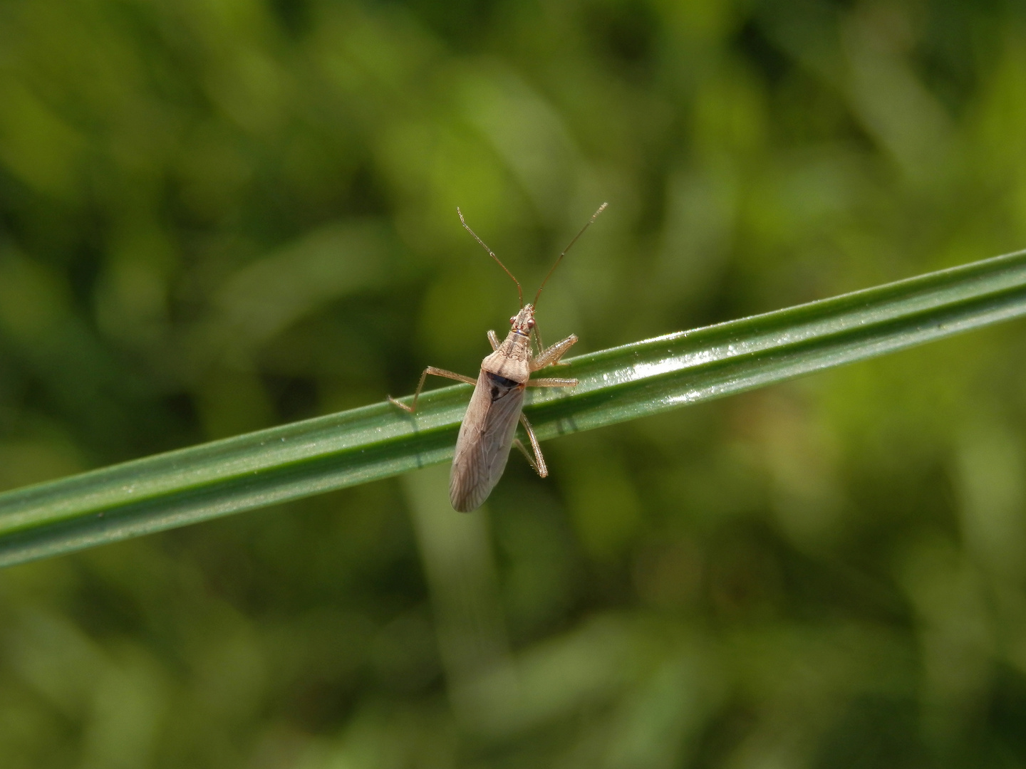 Wilde Sichelwanze (Nabis ferus) auf einem Grashalm