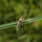 Wilde Sichelwanze (Nabis ferus) auf einem Grashalm