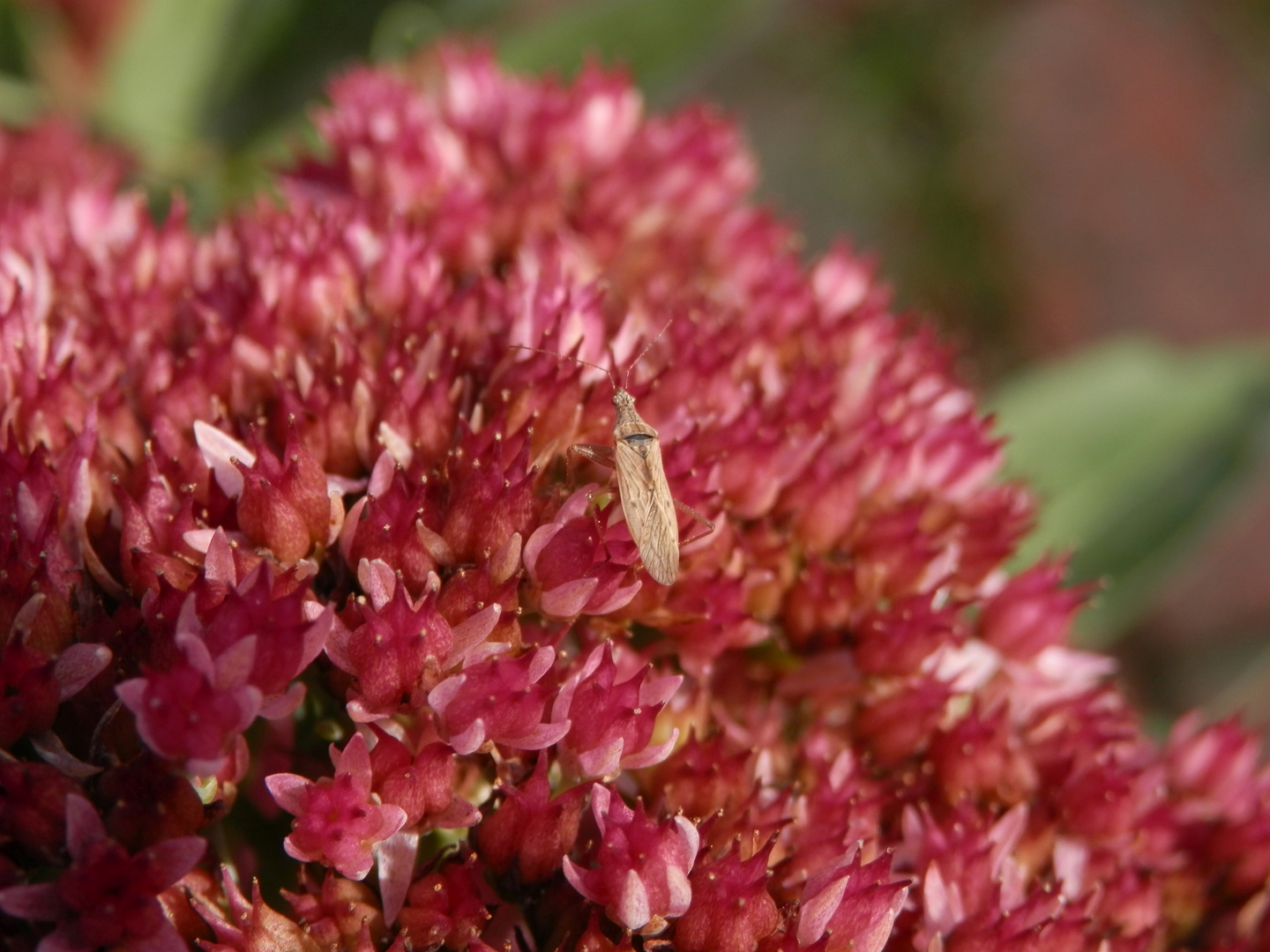 Wilde Sichelwanze (Nabis ferus) auf Fetthenne