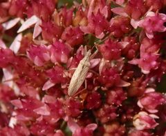 Wilde Sichelwanze (Nabis ferus) auf Fetthenne