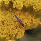 Wilde Sichelwanze (Nabis ferus) in unserem Garten - Letztes Larvenstadium