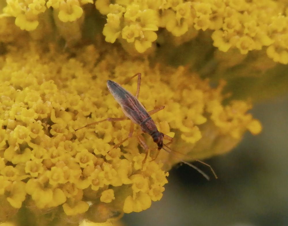 Wilde Sichelwanze (Nabis ferus) in unserem Garten - Letztes Larvenstadium